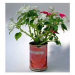 Mikrogarten - Blumen in der Dose